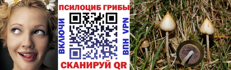 цена   Нестеровская  blacksprut как зайти  Псилоцибиновые грибы Cubensis 